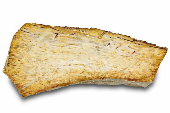 Petrified Palmwood (Palmoxylon) Section - Louisiana #317764
